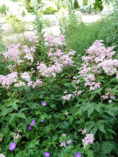 Filipendula pur. ‘Elegans’