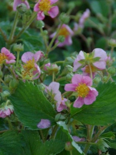 Fragaria Pink Panda