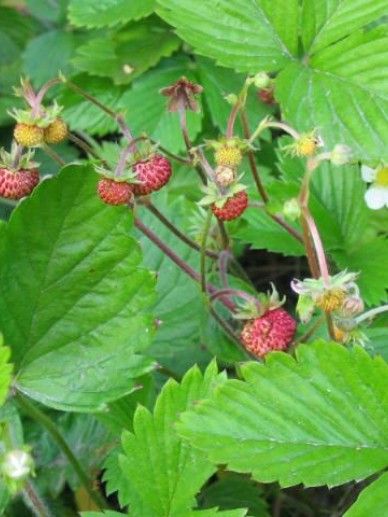 Fragaria vesca (WIT)