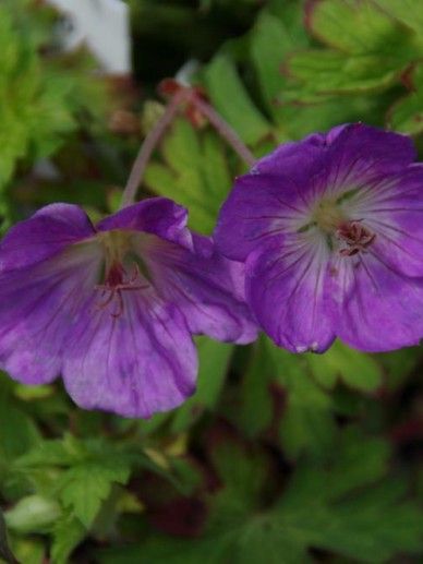 Geranium ‘Azure Rush’