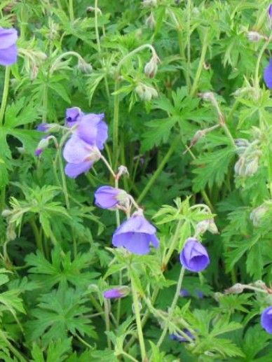 Geranium ‘Brookside’ (BLAUW/PAARS)