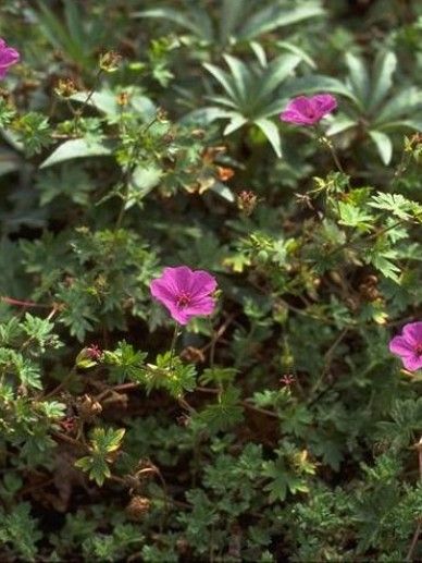 Geranium ‘Dilys’