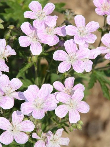 Geranium ‘Bloom me Away’  (blauw/paars)