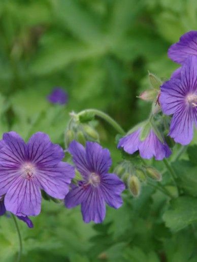 Geranium ‘Daily Blue’