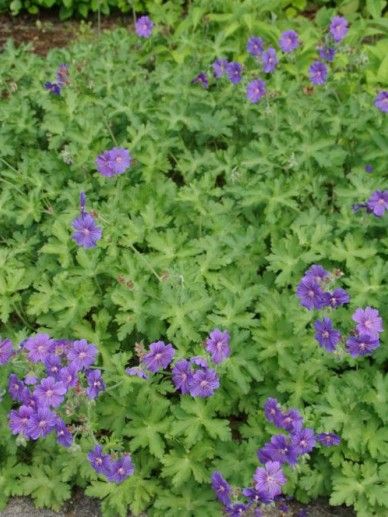 Geranium ‘Blue Blood’