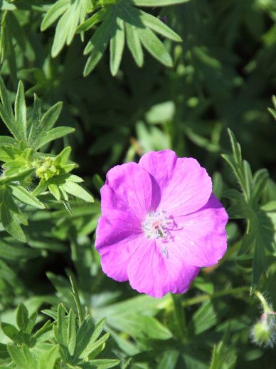 Geranium ‘Daily Purple’