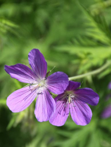 Geranium ‘Elworthy Eyecatcher’