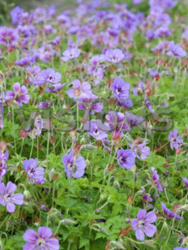 Geranium ‘Havanna Blues’