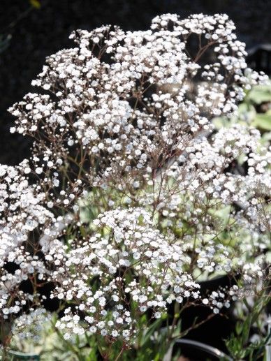 Gypsophila pan. ‘Flamingo’ (ROZE)