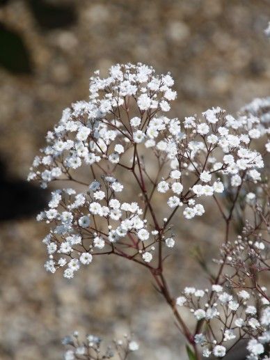 Gypsophila pan. ‘Bristol Fairy’ (WIT)