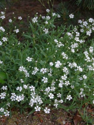 Gypsophila rep. ‘Alba’