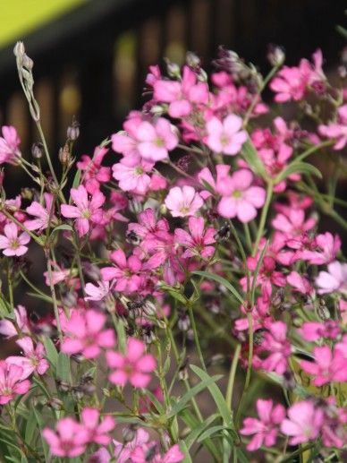 Gypsophila repens (WIT/ROZE)