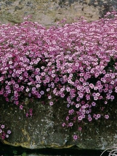 Gypsophila rep. ‘Rosa Schonheit’