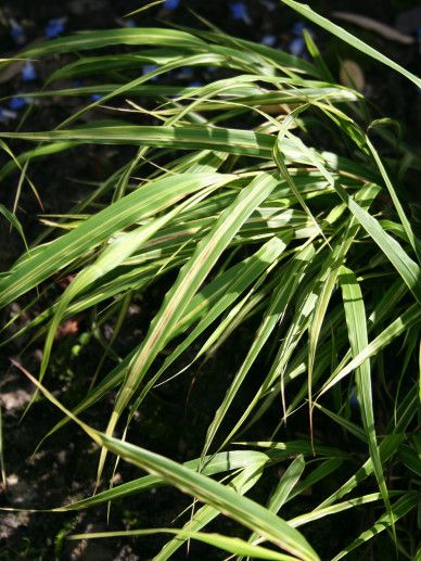 Hakonechloa mac. ‘Albostriata’ (GRAS)