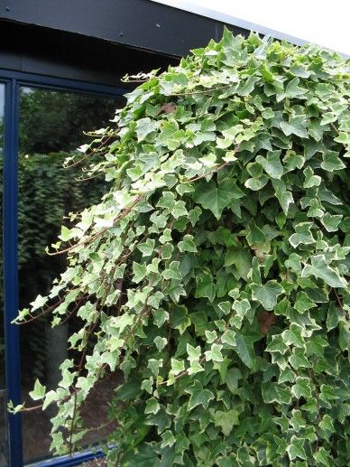 Hedera alg. ‘Gloire de Marengo’