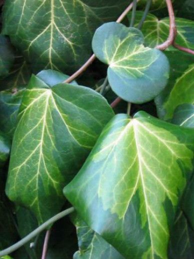 Hedera col. ‘Sulphur Heart’