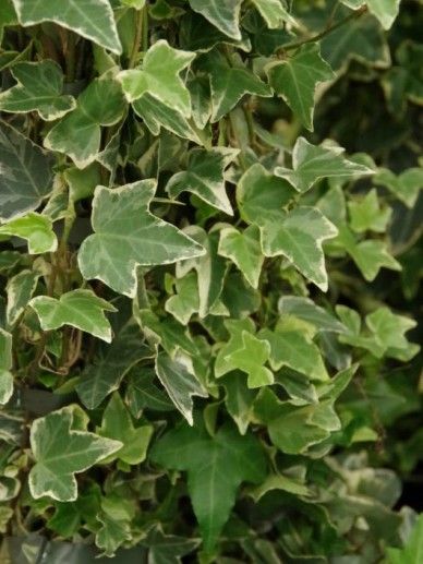 Hedera hel. ‘Little Diamond’  (WITBONT)