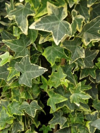 Hedera hel. ‘Goldchild’ (GEELBONT)