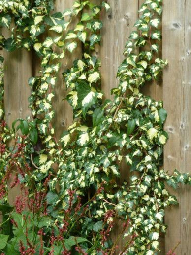 Hedera hel. ‘Goldheart’