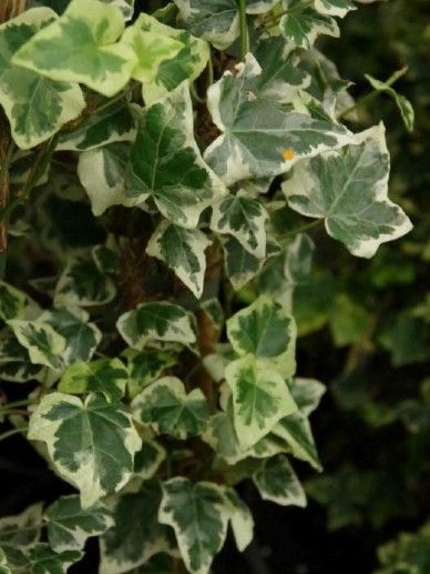 Hedera hel. ‘Marginata Elegantissima’ ‘