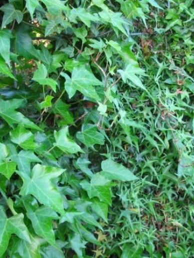 Hedera hel. ‘Sagittifolia’