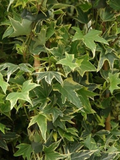 Hedera hel. ‘White Ripple’ (WITBONT)