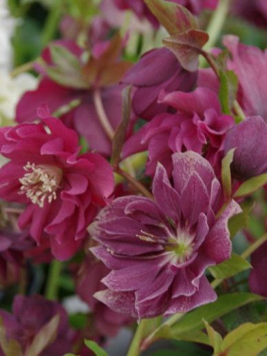 Helleborus ‘Ice ’n Roses Early Red (Gold Collection)