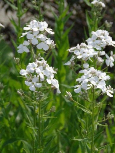 Hesperis mat. ‘Alba’ (WIT)