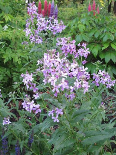 Hesperis matronalis (VIOLET/ROZE)