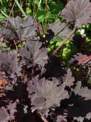 Heuchera ‘Blackberry”