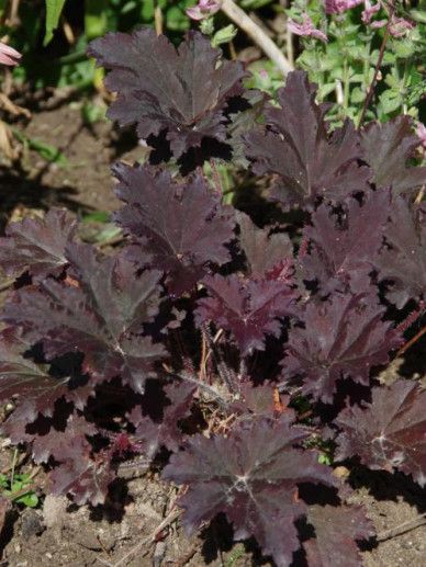 heuchera ‘Splashberry’