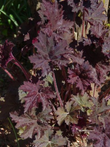 Heuchera ‘Binoche’