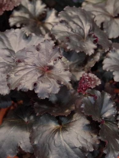 Heuchera ‘Black Beauty’