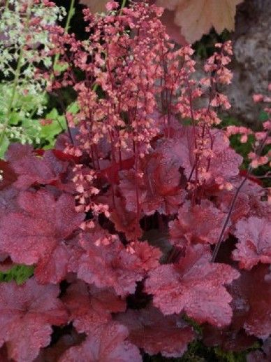 Heuchera ‘Cherry Cola’