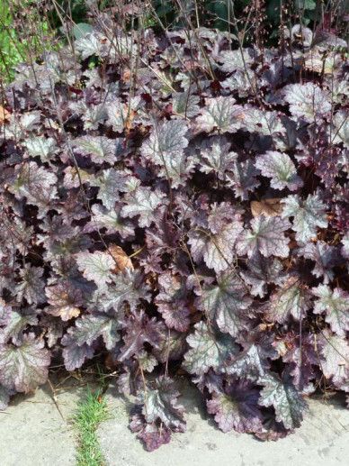 Heuchera ‘Plum Pudding’