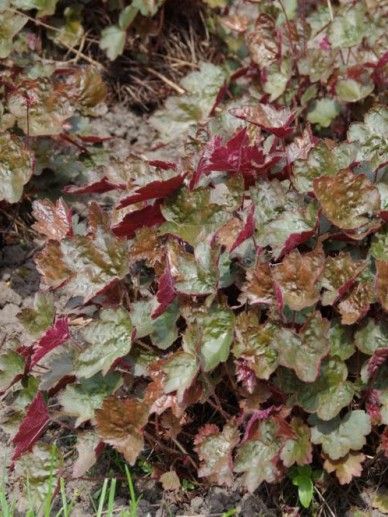 Heuchera ‘Rachel’