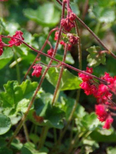 Heuchera san. ‘Leuchtkafer’