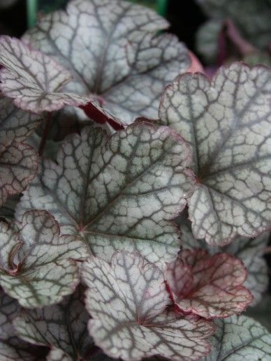 Heuchera ‘Silver Gumdrop’