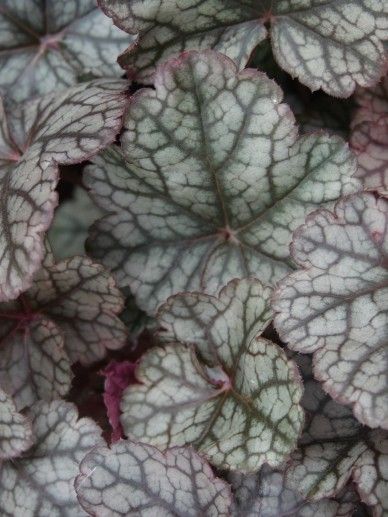 Heuchera ‘Silver Scrolls’ (INDIAN SUMMER)