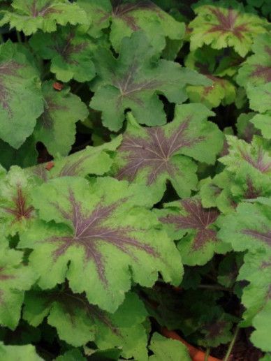 Heucherella ‘Stoplight’