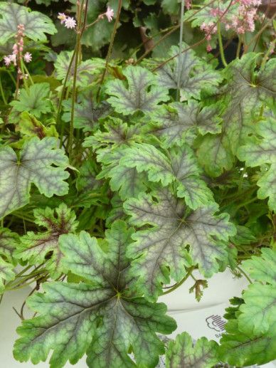 Heucherella ‘Tapestry’