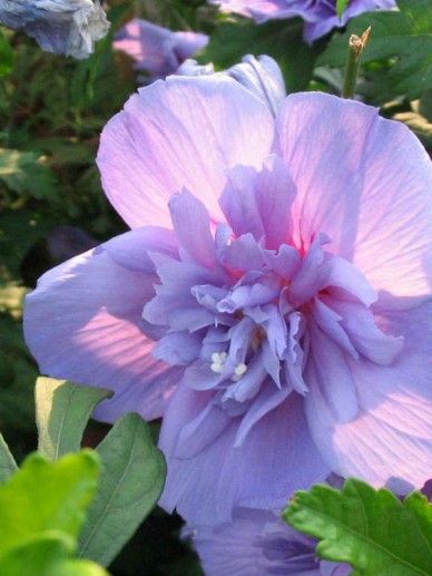Hibiscus syr. ‘Blue Chiffon’ (BLAUW/GEVULD)