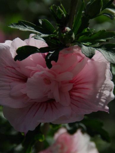 Hibiscus syr. ‘Pink Chiffon’ (ROZE/GEVULD)