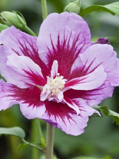 Hibiscus syr. ‘Purple Pillar’ (PAARS/GEVULD)