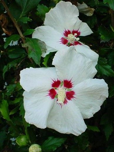 Hibiscus syr. ‘Red Heart’ (WIT/ROOD/ENKEL)