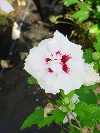 Hibiscus syr. ‘Violet Clair Double’ (PAARS/BLAUW/GEVULD)