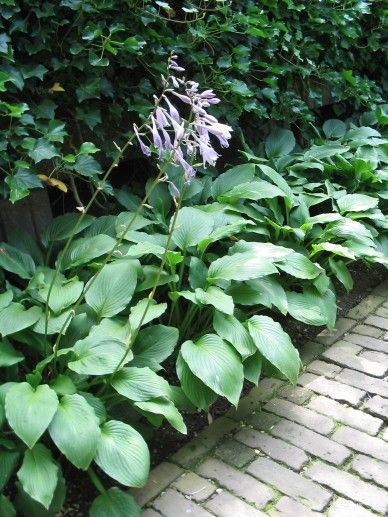 Hosta for. ‘Patriot’ (PURPER)