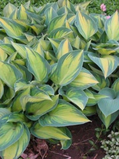 Hosta tar. ‘June’