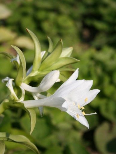 Hosta pla. grandiflora (WIT)