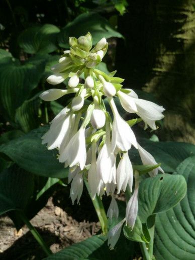 Hosta sie. ‘Elegans’ (WIT)